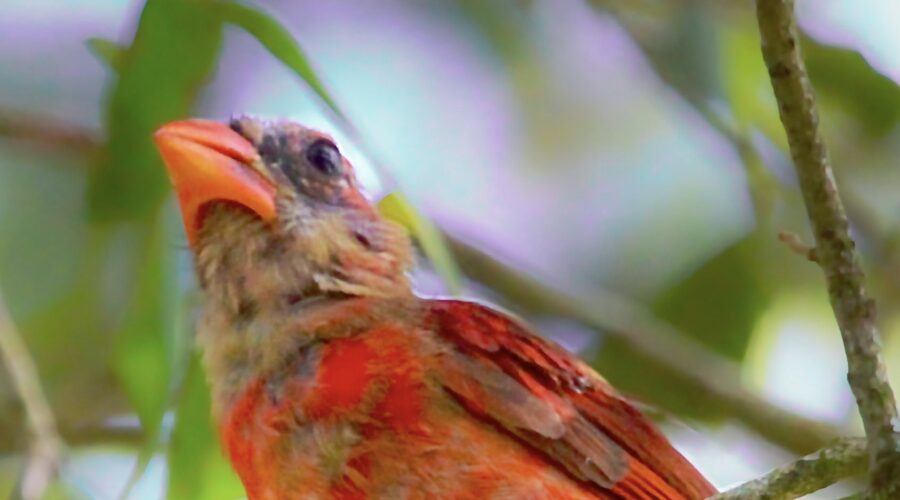 One of my fledgling cardinals is molting into his adult plumage, and now it’s very clear that he is a male based on his new bright red feathers.