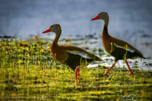 A pair of black bellied whistling ducks hustle along to catch up with their companions.