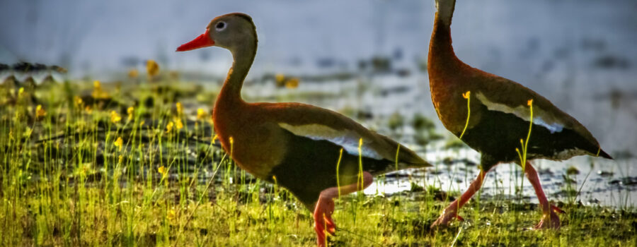 A pair of black bellied whistling ducks hustle along to catch up with their companions.