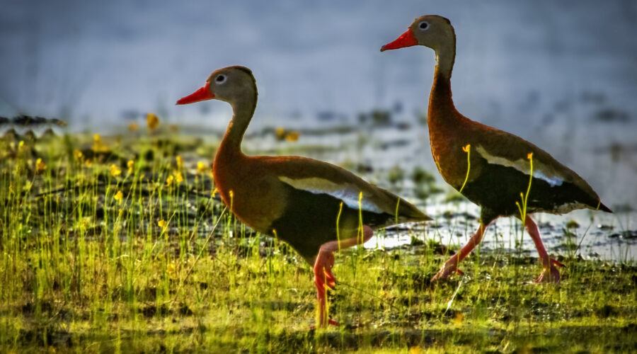 A pair of black bellied whistling ducks hustle along to catch up with their companions.
