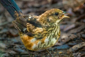 An eastern tower fledgling ponders getting a bite at the feeding station.
