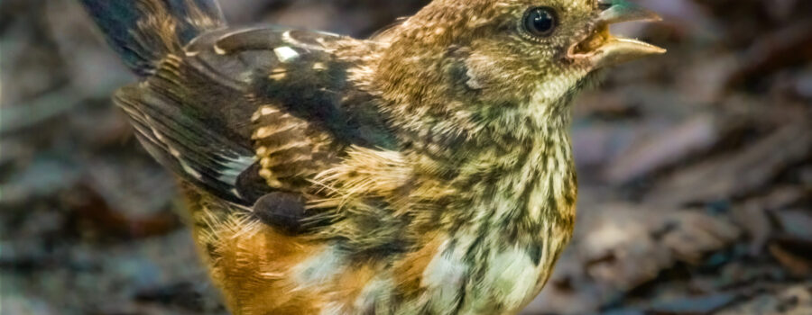 An eastern tower fledgling ponders getting a bite at the feeding station.