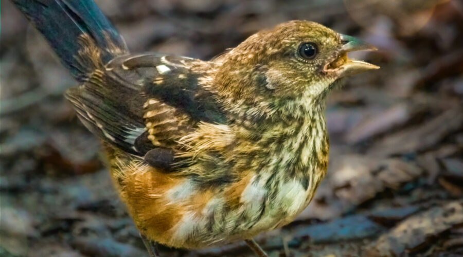 An eastern tower fledgling ponders getting a bite at the feeding station.