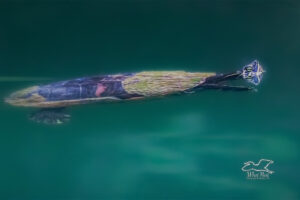 A river cooter glides through the beautiful greenish water with just her head above. The smooth water gives off a near perfect reflection of her head.