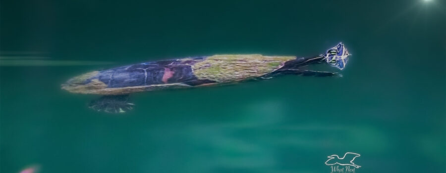A river cooter glides through the beautiful greenish water with just her head above. The smooth water gives off a near perfect reflection of her head.