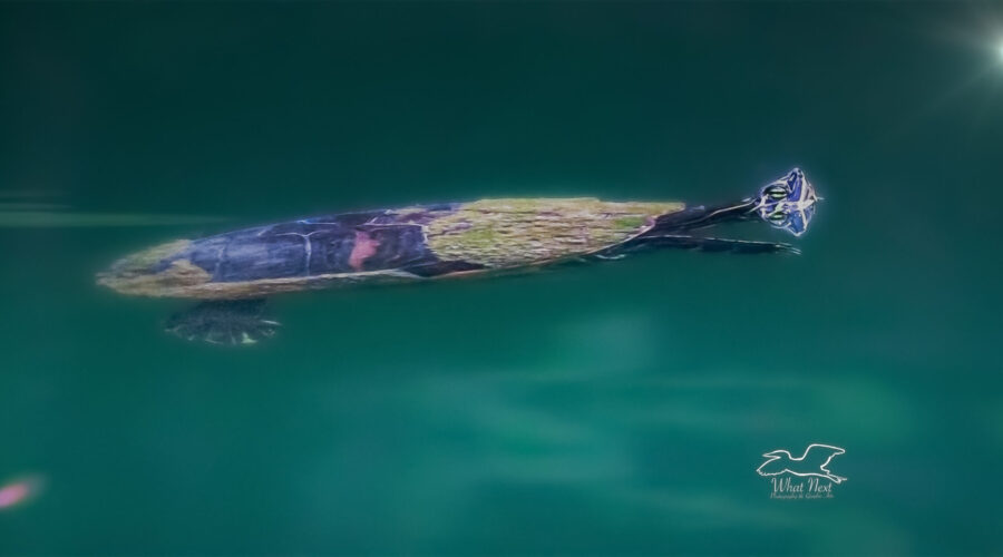 A river cooter glides through the beautiful greenish water with just her head above. The smooth water gives off a near perfect reflection of her head.