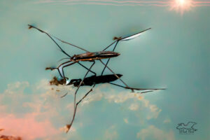 A water strider skims across the waters surface using its legs to keep it afloat.