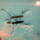 A Most Interesting and Unusual Insect is the Water Strider