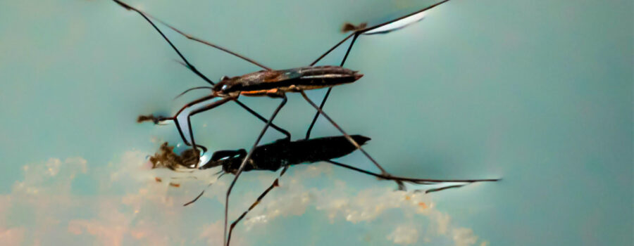 A water strider skims across the waters surface using its legs to keep it afloat.
