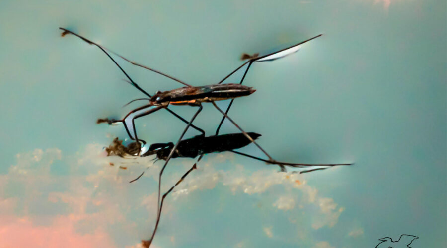 A water strider skims across the waters surface using its legs to keep it afloat.