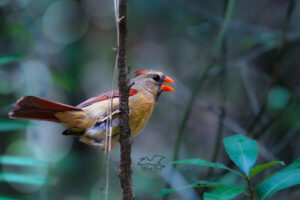 A female cardinal calls off into the woods, communicating with her mate.