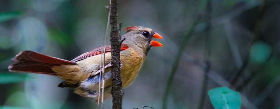 A female cardinal calls off into the woods, communicating with her mate.