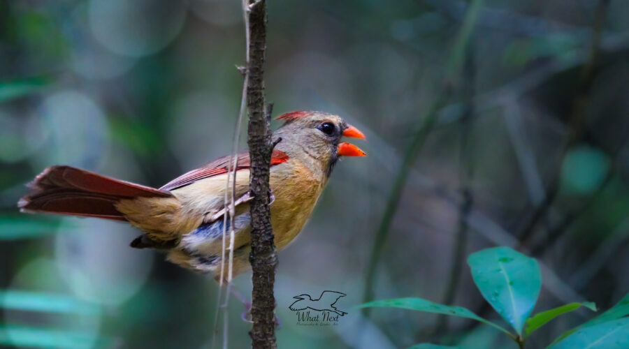 A female cardinal calls off into the woods, communicating with her mate.