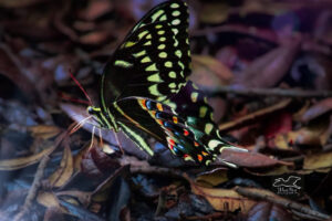 A spicebush swallowtail butterfly is attracted to leaf litter after a rain in order to get a drink.