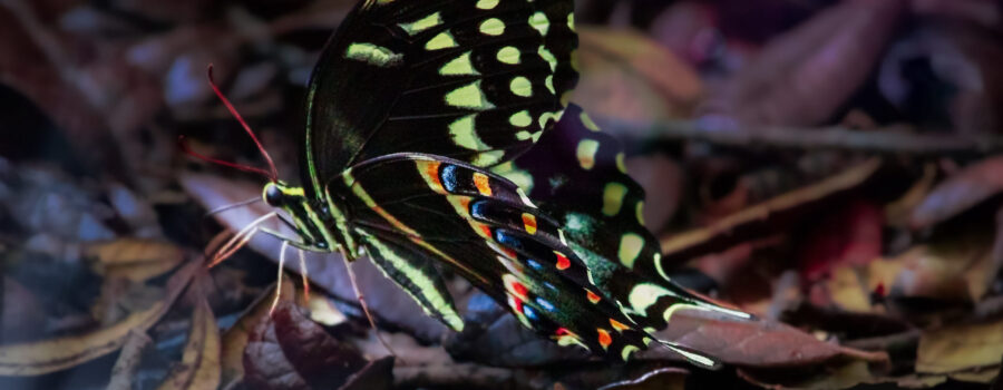 A spicebush swallowtail butterfly is attracted to leaf litter after a rain in order to get a drink.