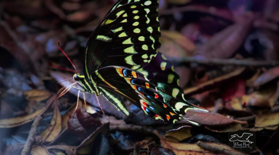 A spicebush swallowtail butterfly is attracted to leaf litter after a rain in order to get a drink.