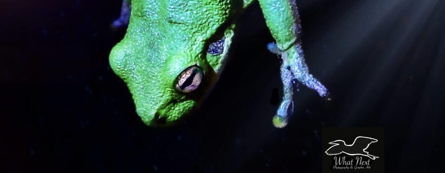 A squirrel tree frog moves around on a glass window as it searches for insects that have been attracted by the inside light.