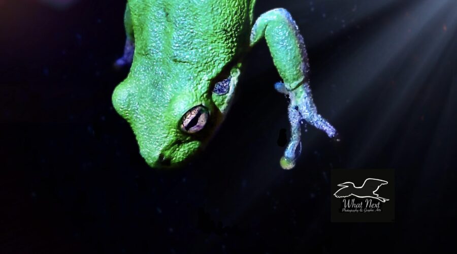 A squirrel tree frog moves around on a glass window as it searches for insects that have been attracted by the inside light.