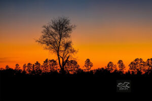 The sun sets behind a line of trees bordering a large field containing a single oak tree.