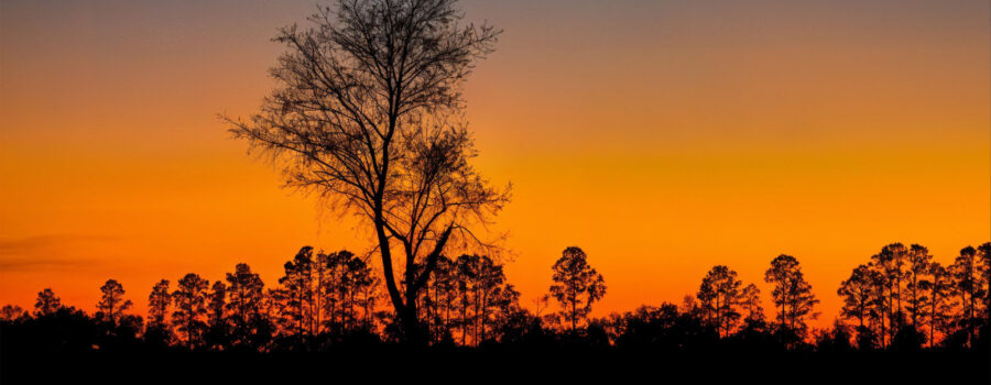 The sun sets behind a line of trees bordering a large field containing a single oak tree.