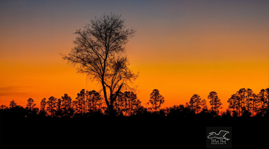 The sun sets behind a line of trees bordering a large field containing a single oak tree.