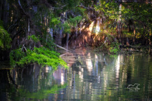 Green cypress tree branches hang over a spring fed stream in beautiful central Florida.