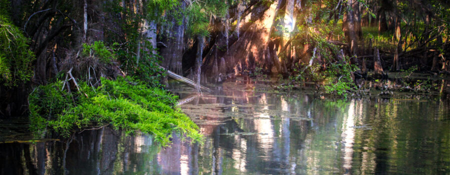 Green cypress tree branches hang over a spring fed stream in beautiful central Florida.
