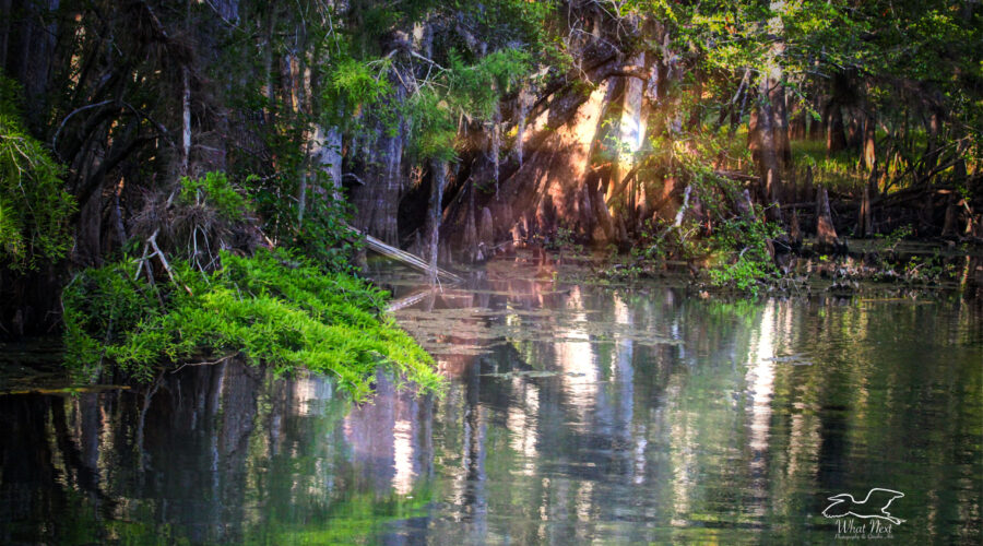 Green cypress tree branches hang over a spring fed stream in beautiful central Florida.