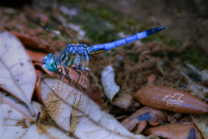 A blue dasher dragonfly perches, every so briefly, on a pile of old leaves on the ground.