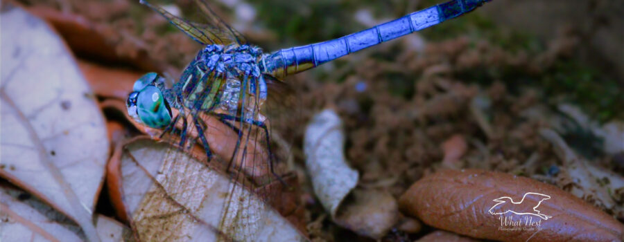 A blue dasher dragonfly perches, every so briefly, on a pile of old leaves on the ground.