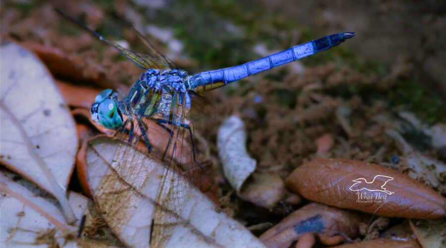 A blue dasher dragonfly perches, every so briefly, on a pile of old leaves on the ground.