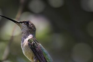 A young ruby throated hummingbird relaxes for a short moment on a tree branch.