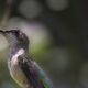 Ruby Throated Hummingbirds are Really Spectacular Fliers