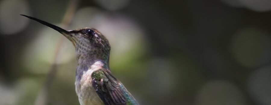 A young ruby throated hummingbird relaxes for a short moment on a tree branch.