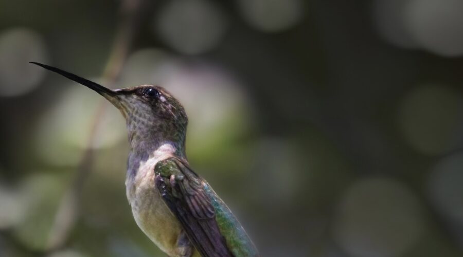 A young ruby throated hummingbird relaxes for a short moment on a tree branch.