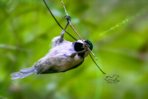 A Carolina chickadee helps itself to a row of insect eggs that were laid on the bottom of a tree branch.