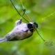 The Adorable Little Chickadees Love to Eat Insect Eggs