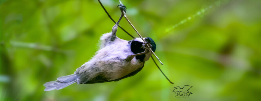 A Carolina chickadee helps itself to a row of insect eggs that were laid on the bottom of a tree branch.