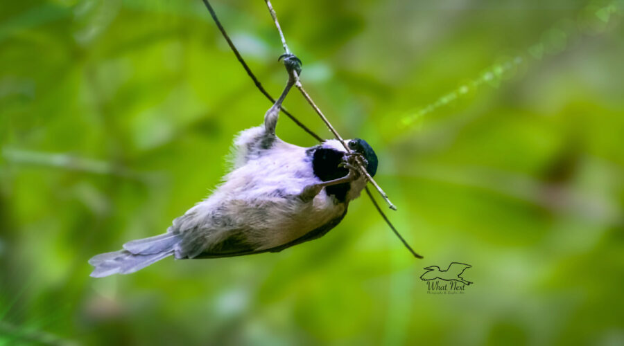 A Carolina chickadee helps itself to a row of insect eggs that were laid on the bottom of a tree branch.