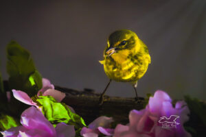 A male pine warbler perches near a bunch of roses with light shining through the trees above, creating a beautiful, tranquil morning mood.