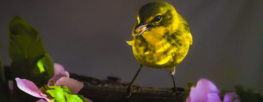 A male pine warbler perches near a bunch of roses with light shining through the trees above, creating a beautiful, tranquil morning mood.