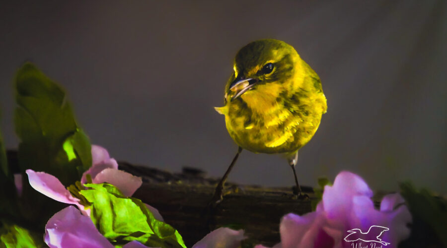 A male pine warbler perches near a bunch of roses with light shining through the trees above, creating a beautiful, tranquil morning mood.