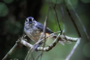An adorable tufted titmouse stares piercingly at the photographer for just a quick second.