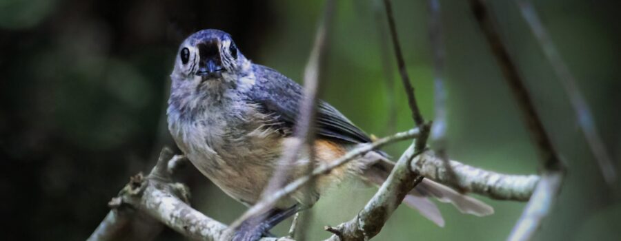 An adorable tufted titmouse stares piercingly at the photographer for just a quick second.