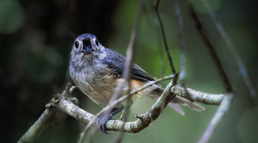 An adorable tufted titmouse stares piercingly at the photographer for just a quick second.