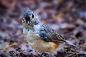 A pretty little tufted titmouse looks directly at the camera as if to say hello and welcome.
