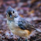 This Colorful Little Tufted Titmouse Wants to Say Hello