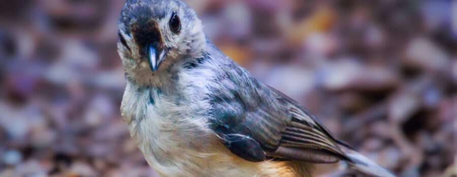 A pretty little tufted titmouse looks directly at the camera as if to say hello and welcome.