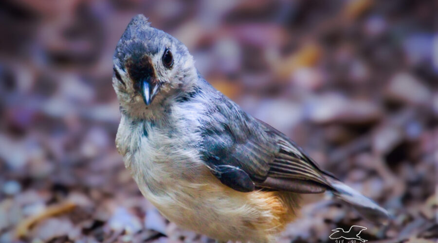 A pretty little tufted titmouse looks directly at the camera as if to say hello and welcome.