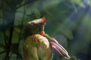 After a short rain shower, a female cardinal takes a minute to clean her feathers.